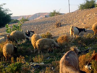 Moutons à Jericho, Palestine